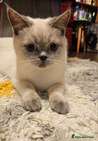 Scottish Fold cats - Advert 2