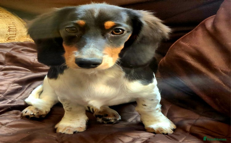 Dachshund dogs - Advert 13