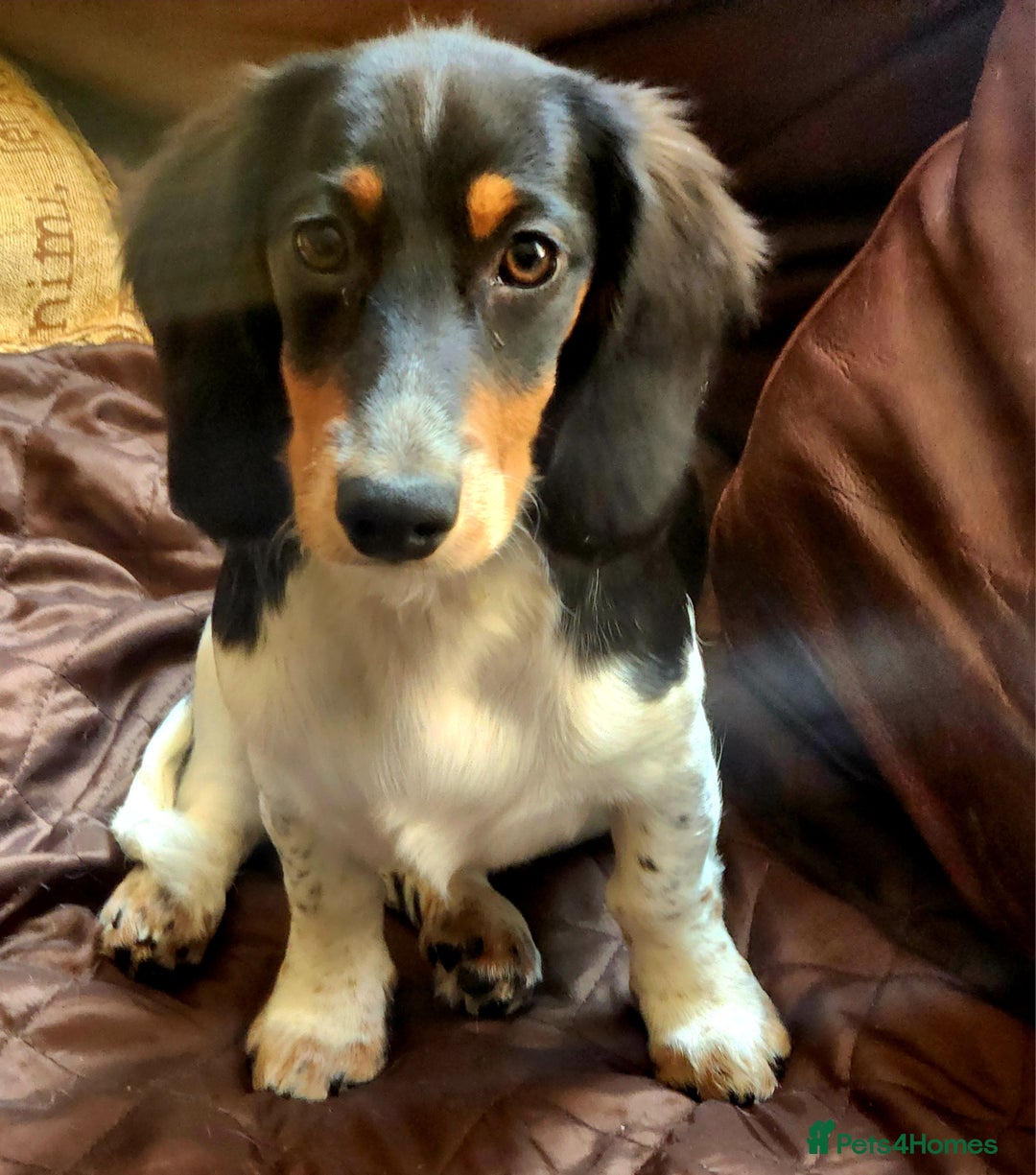 Dachshund dogs for sale: Unique long-haired dachshund puppies - Image 3
