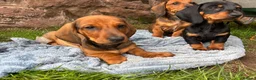 Dachshund dogs for sale: Stunning KC Registered Standard Dachshunds  - Advert 5