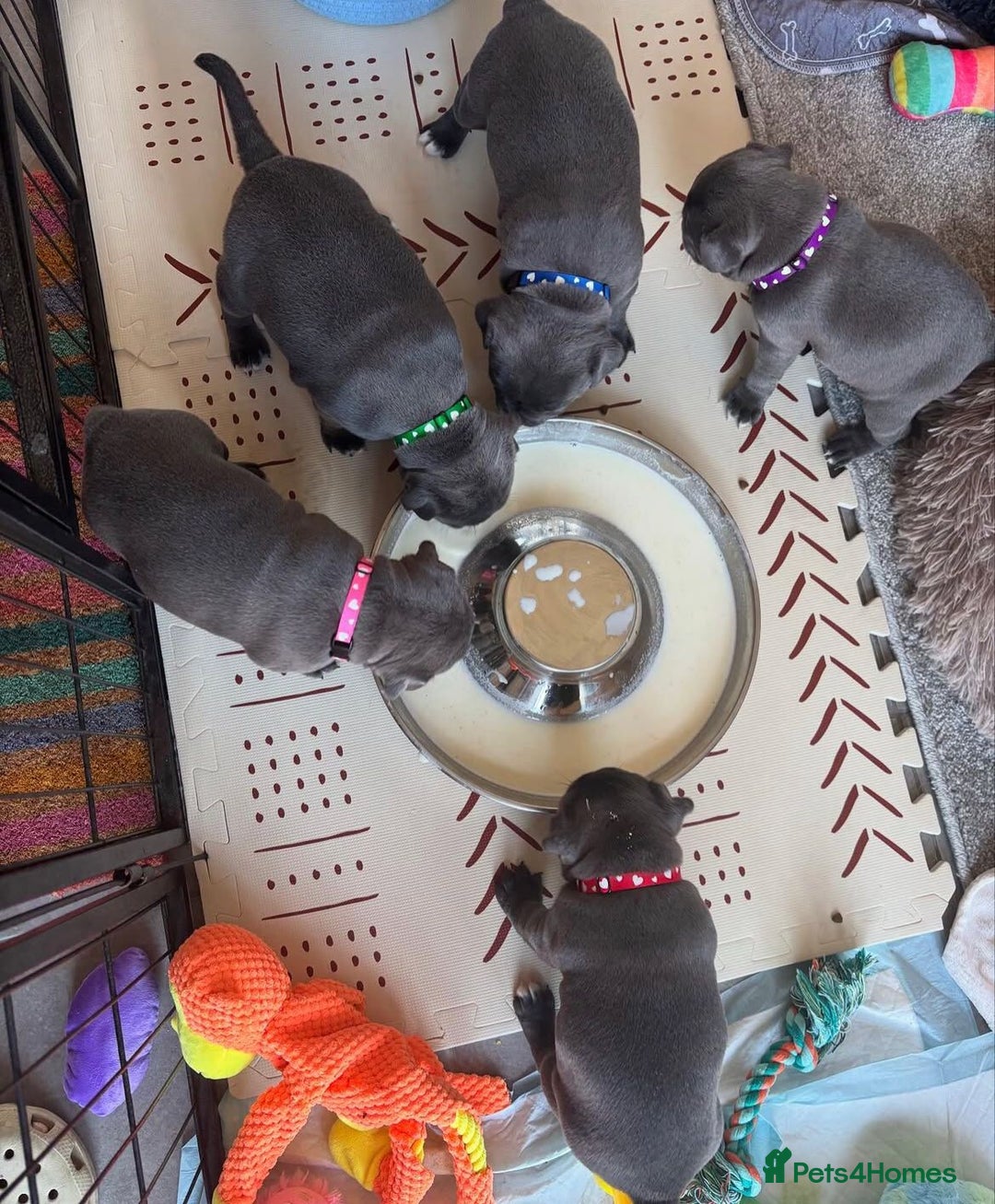 Staffordshire Bull Terrier dogs for sale: KC blue Staffordshire bull terrier puppies  - Advert 20