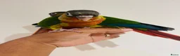 Conures birds for sale: Conure for sale - hand reared babies  in Milton Keynes - Advert 5