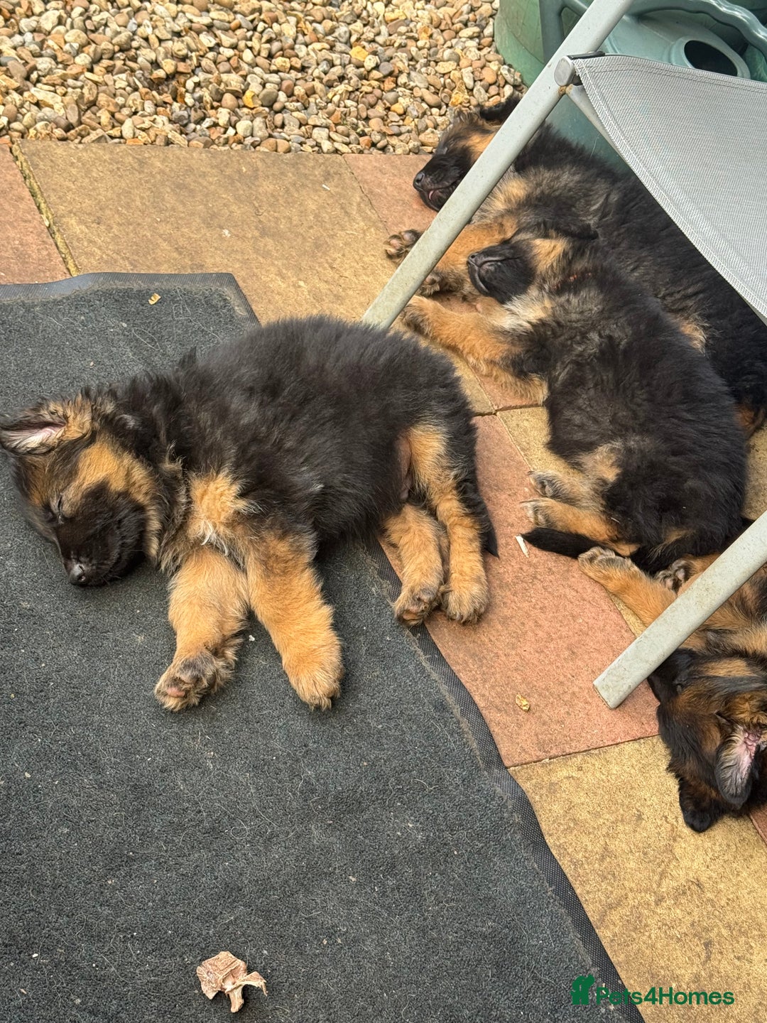 German Shepherd dogs for sale: Gorgeous 10 GSD Puppies Looking For Their Homes - Image 22