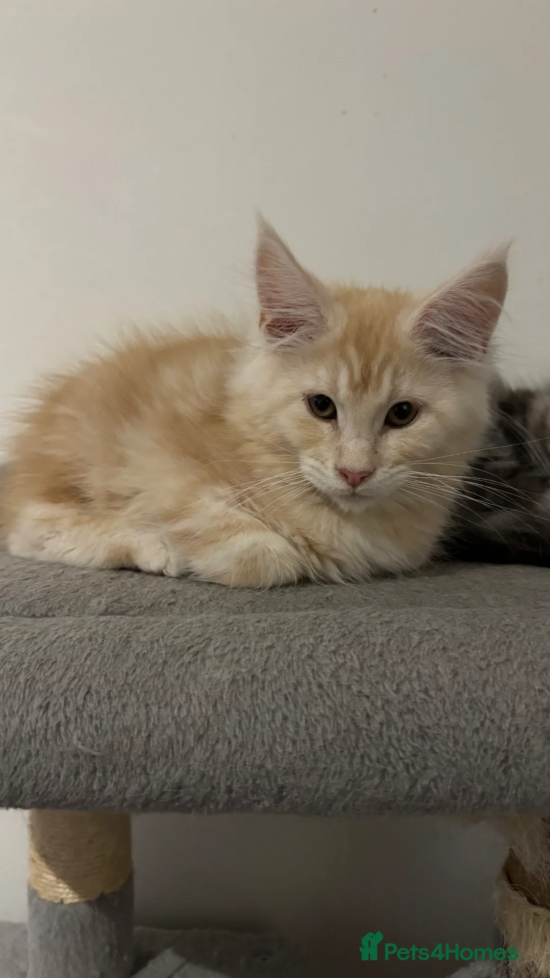 Maine Coon cats for sale: Maine coon kitten  in Armagh - Advert 1