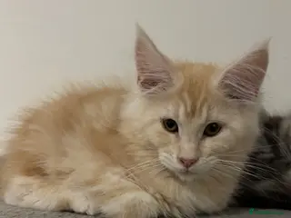 Maine Coon cats Maine coon kitten - Advert 1