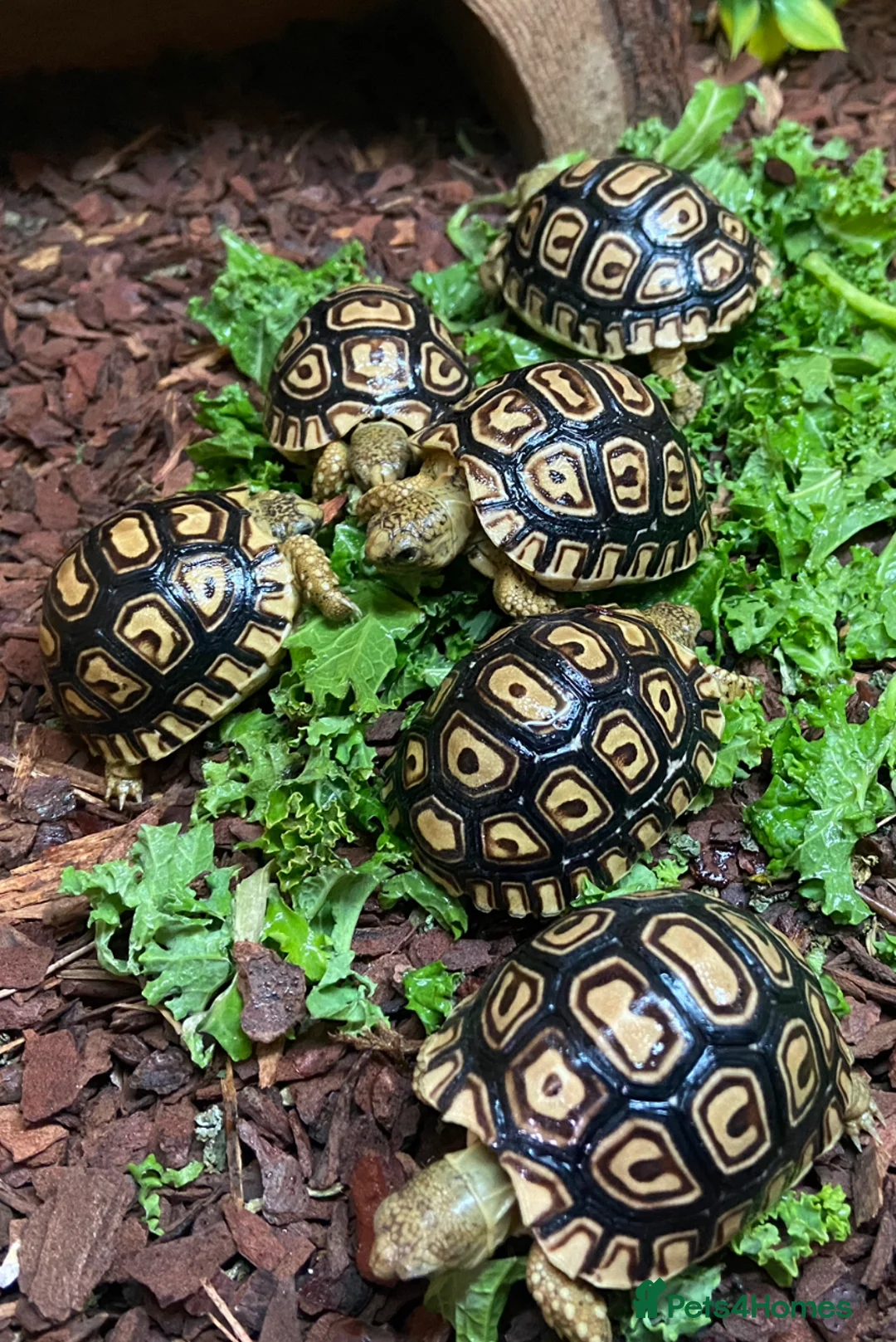Tortoise reptiles for sale: Leopard Tortoises- Gorgeous Babies!  - Advert 13