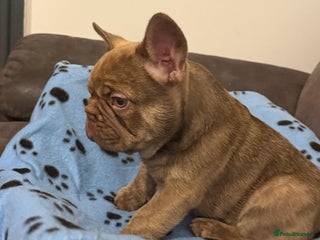French Bulldog dogs - Advert 13