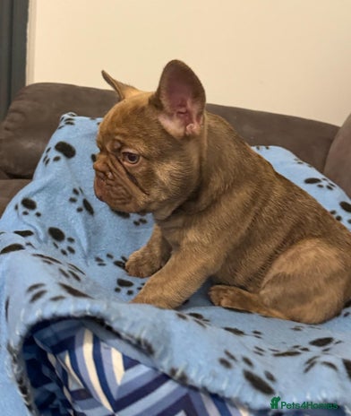 French Bulldog dogs - Advert 5