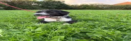 Mixed Breed dogs for sale: Colliepoo - Ted - Advert 6