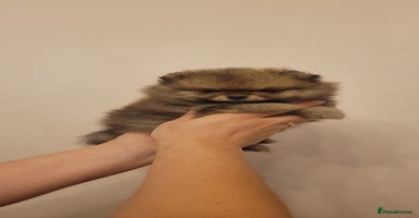 Pomeranian dogs - Advert 14