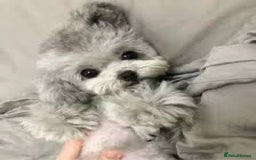 Mixed Breed dogs for sale: Rare SILVER 3/4 Asian Poodle puppies  - Image 5