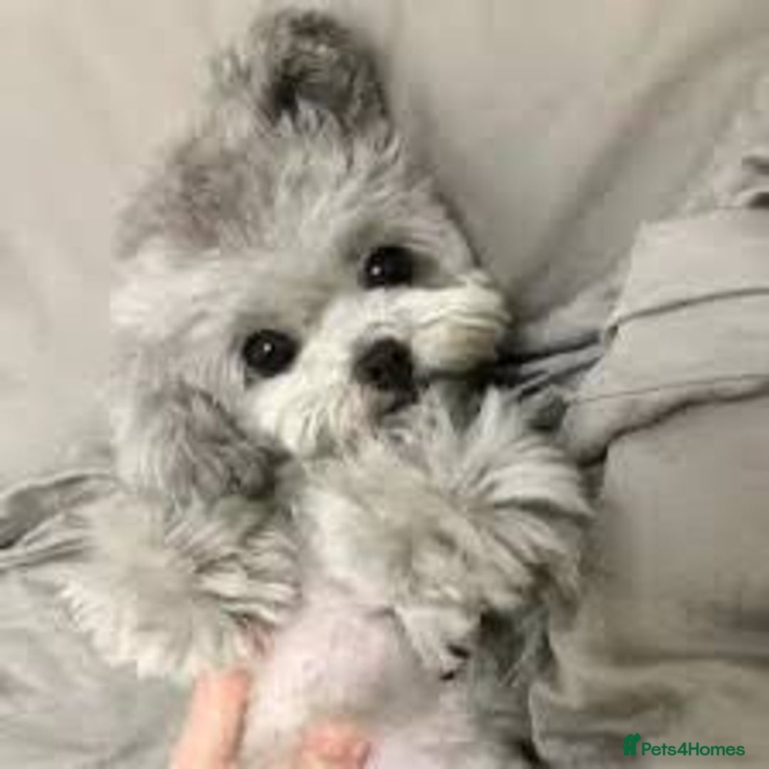 Mixed Breed dogs for sale: Rare SILVER 3/4 Asian Poodle puppies  - Image 5