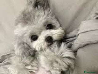 Maltipoo dogs - Advert 29