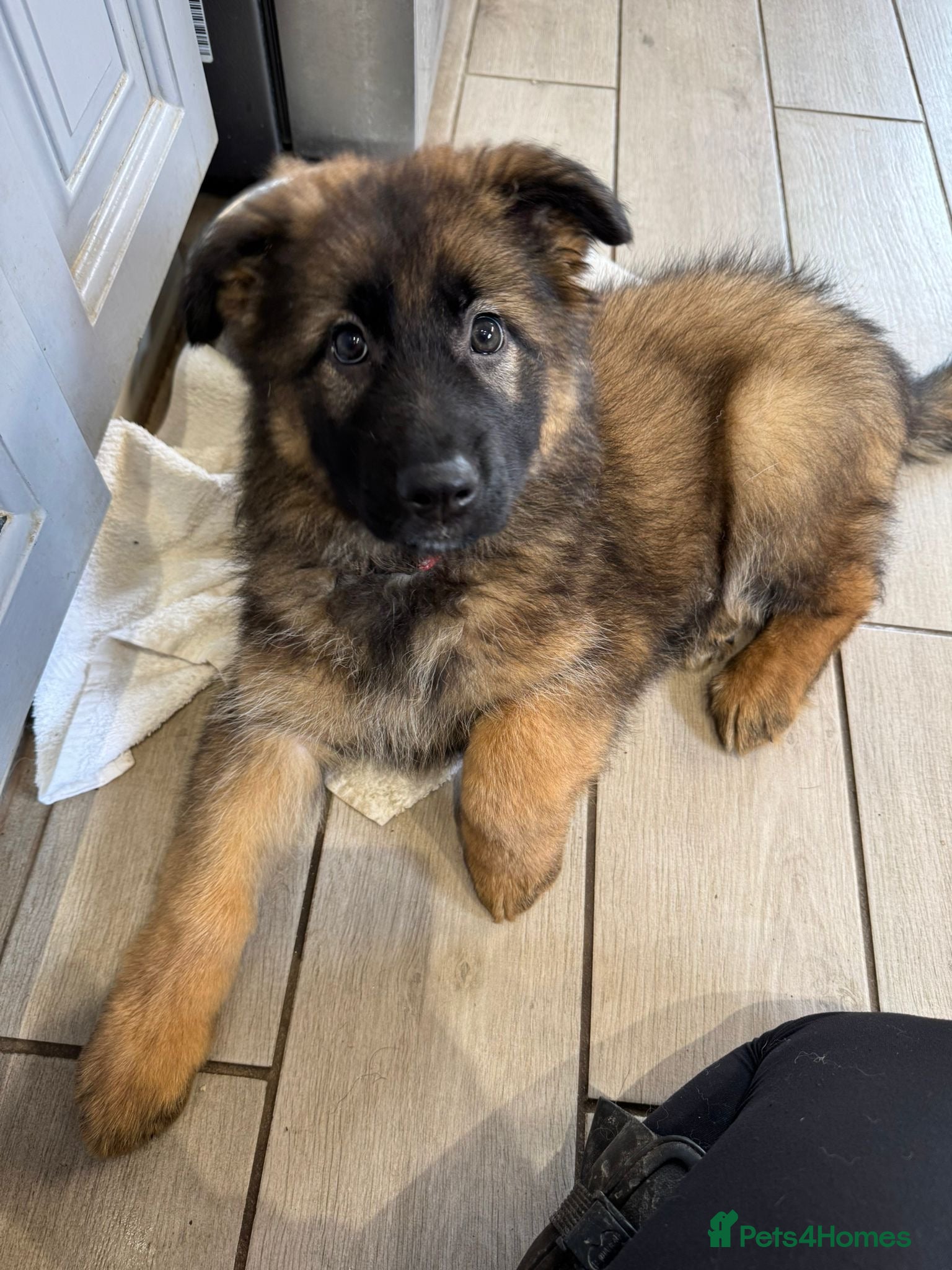 German Shepherd dogs ✨Extensively Health Tested KC Registered pups ✨ - Advert 4