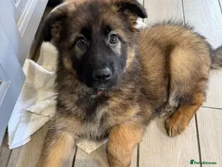 German Shepherd dogs ✨Extensively Health Tested KC Registered pups ✨ - Advert 4