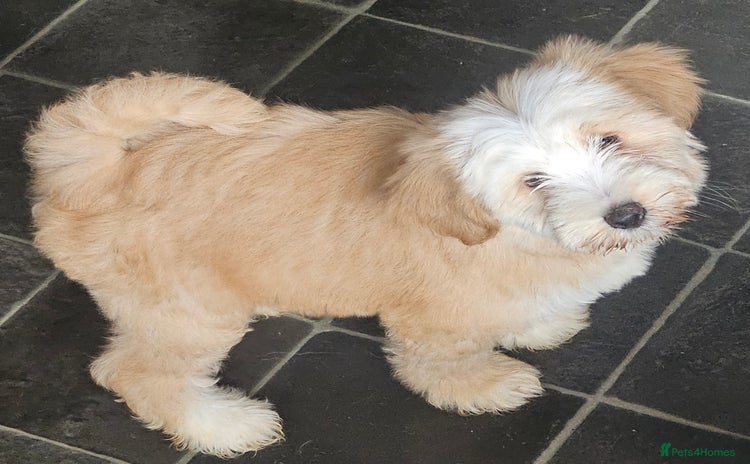 Tibetan Terrier dogs - Advert 1