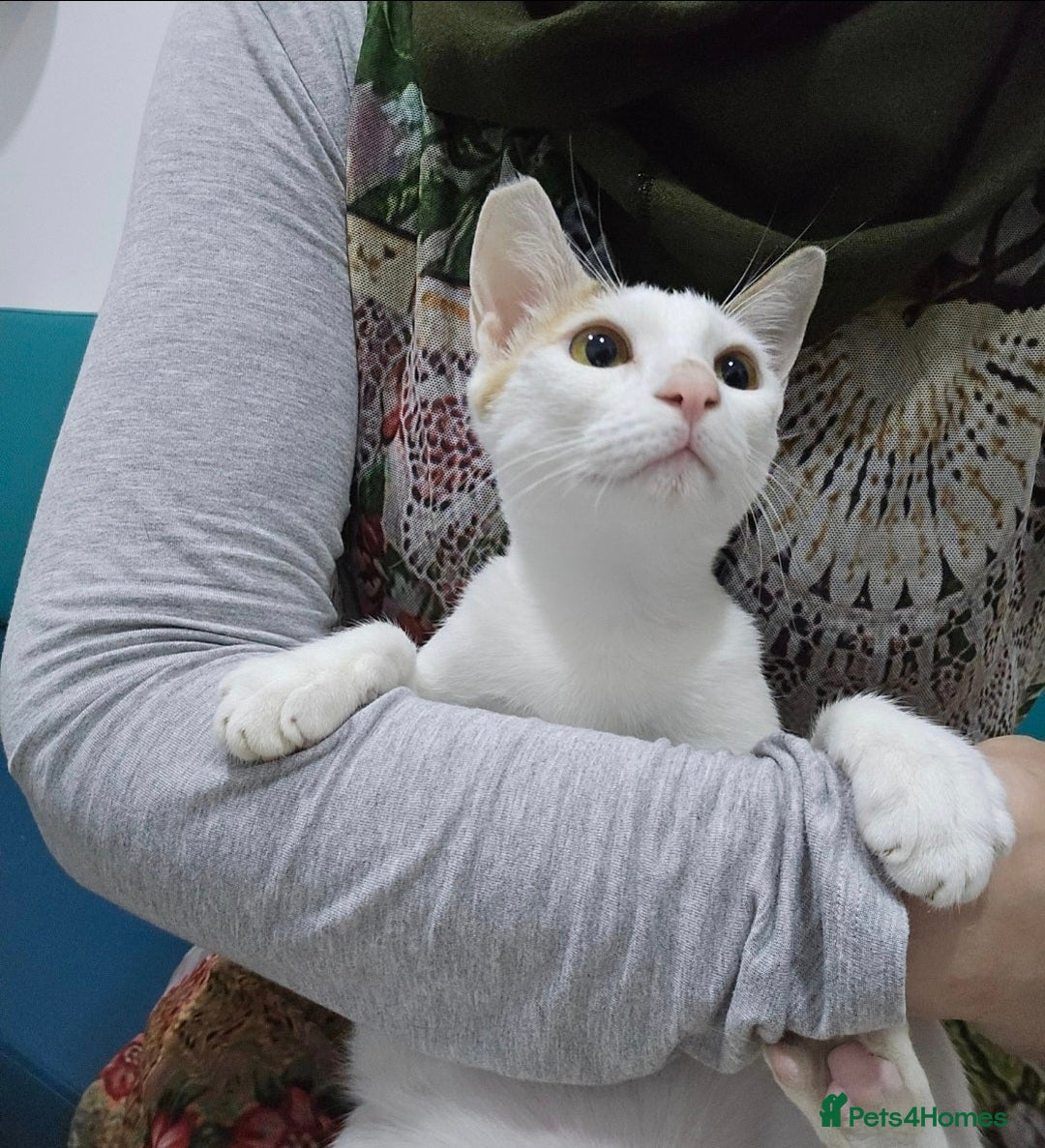 Mixed Breed cats for adoption: [Indoors only] Katzie - Cuddly and Playful girl! - Image 1