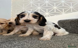 Cocker Spaniel dogs for sale: Beautiful Cocker Spaniel Puppies. - Advert 8