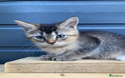 British Shorthair cats for sale: LAST ONE Golden black Tipped BSH kitten - Image 13