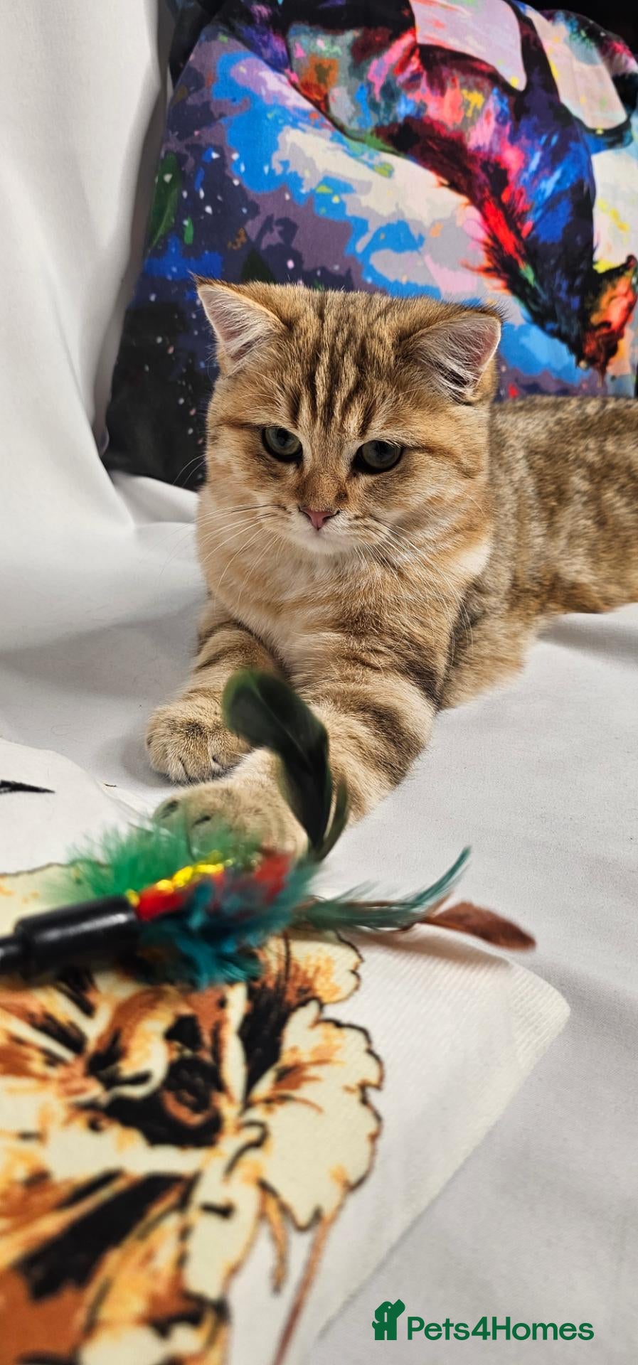 British Shorthair cats Bsh GOLDEN Chunky Kittens🐱 Ready go now - Advert 19