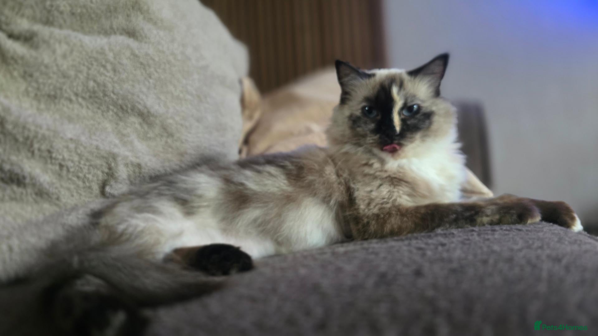 Ragdoll cats Ragdoll female looking for loving home - Advert 10