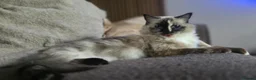 Ragdoll cats for sale: 2 Ragdoll females looking for loving home - Advert 4