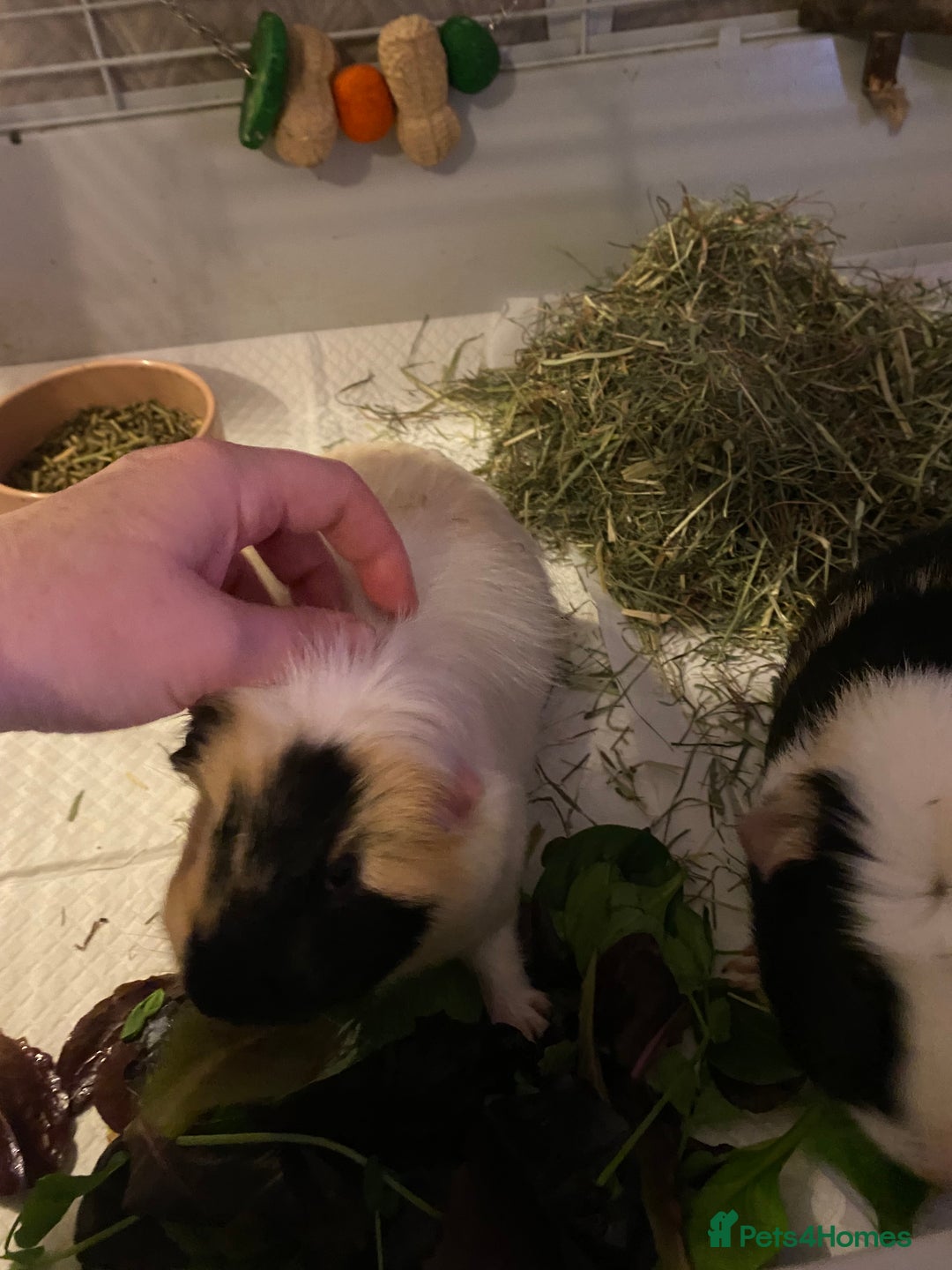 Guinea Pig rodents for sale: Friendly Guinea pigs with cage  - Advert 7