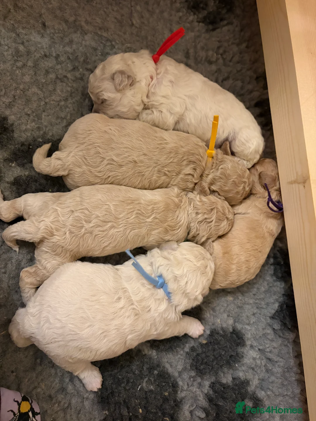 Mixed Breed dogs for sale: 5 Beautiful Poochon Puppies For Sale - Advert 3