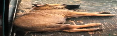 Mixed Breed 3