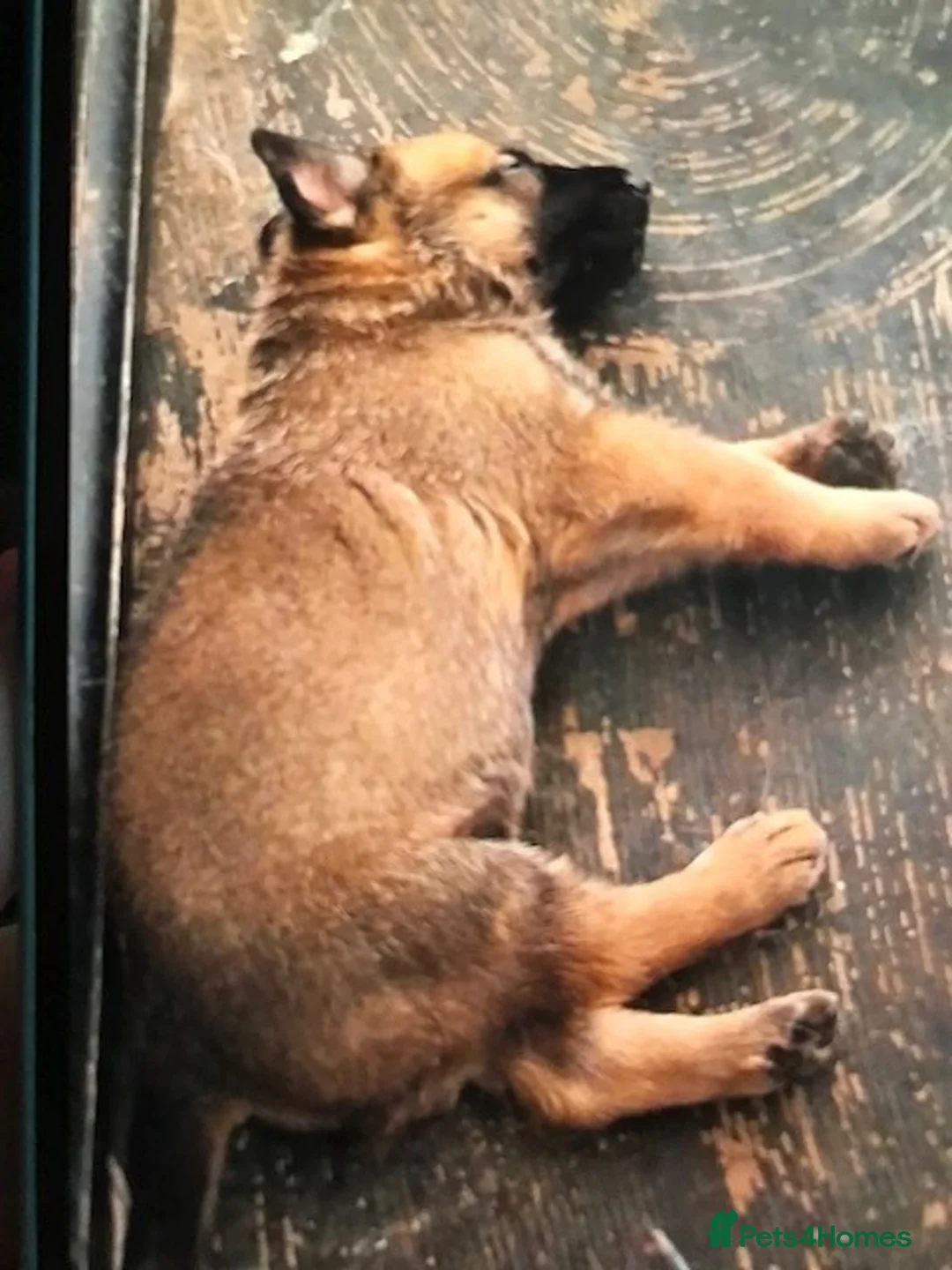 Mixed Breed dogs for sale: Mali X in Chelmsford - Advert 2