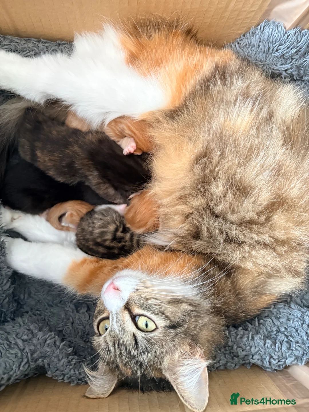 British Shorthair cats for sale: 5 Stunning Babies - Advert 2