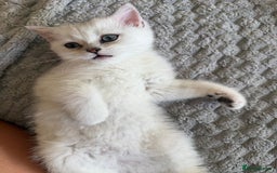 British Shorthair cats for sale: British shorthair last girl gccf - Image 4