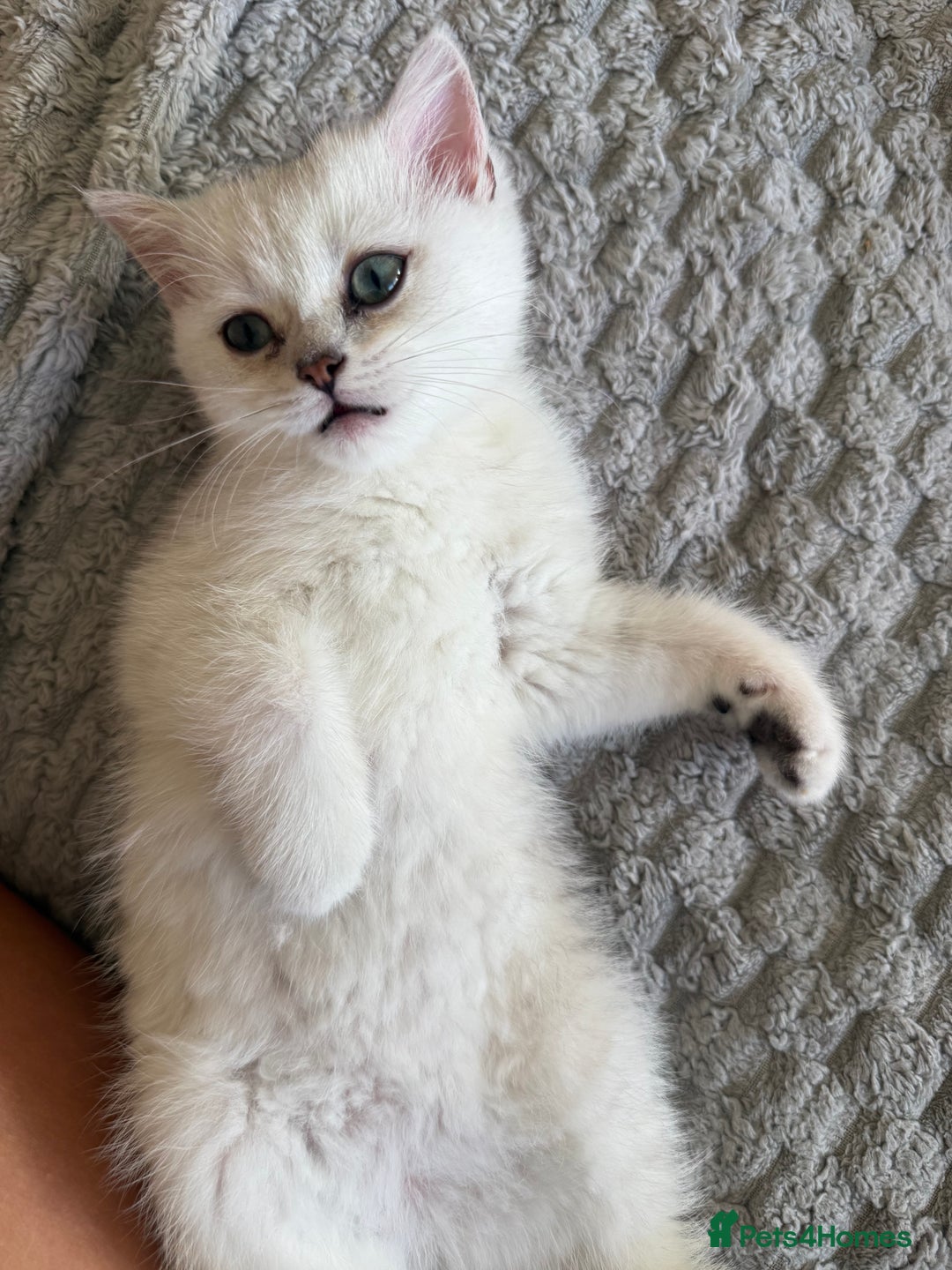 British Shorthair cats for sale: British shorthair last girl gccf - Image 4