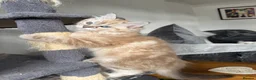 Ragdoll cats for sale: Exceptional Seal Tabby Mink Cherubim Boys - Advert 15