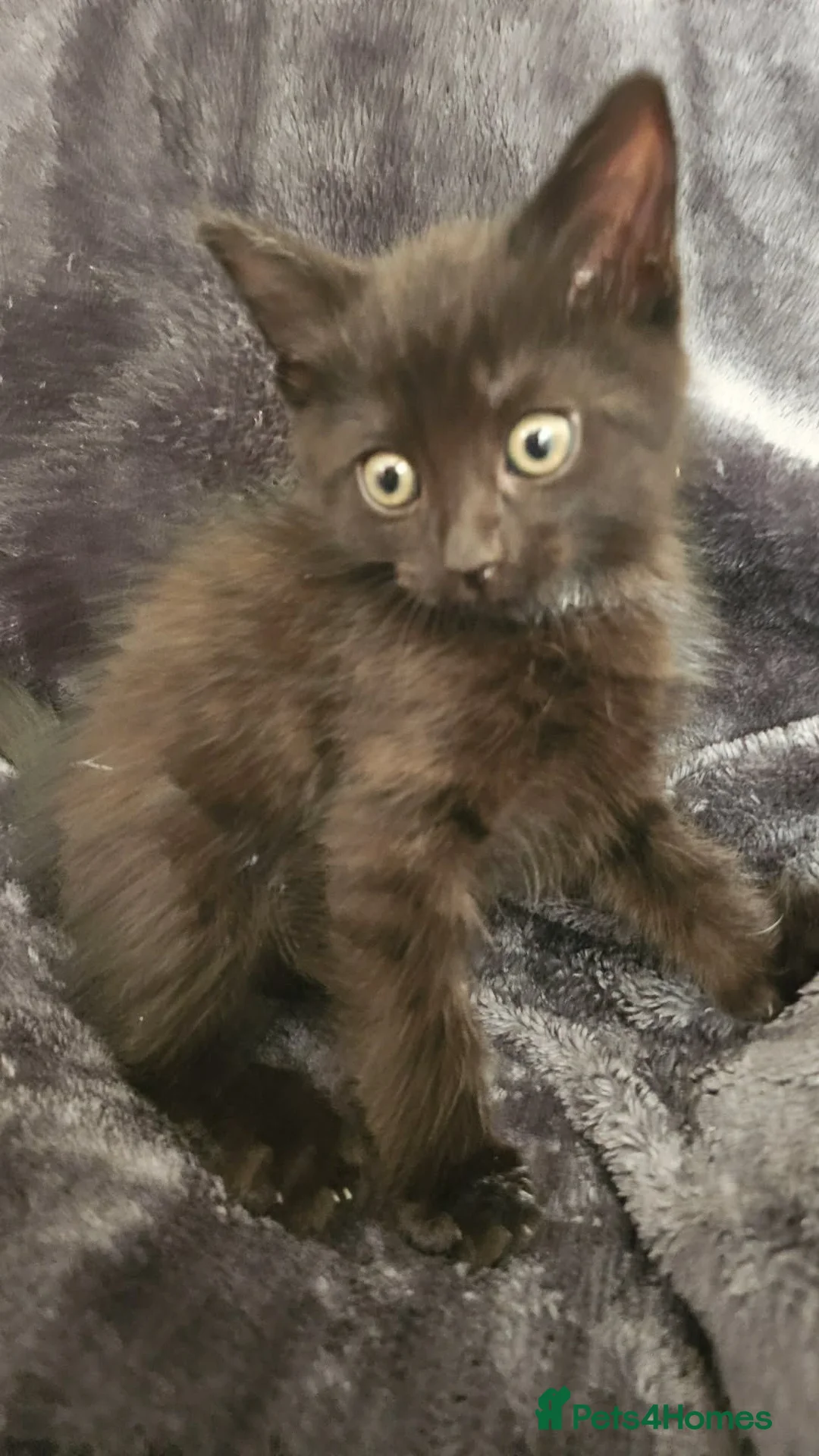 Persian cats for sale: 5 x Beautiful PersianX kittens  - Advert 19