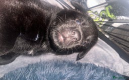 Mixed Breed dogs for sale: 2 male Sheprador puppies for sale - Image 7