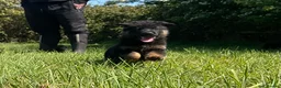 German Shepherd dogs for sale: Quality Litter of GSD (All has now been reserved) - Advert 15