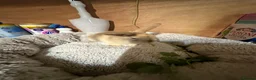 Mini Lop rabbits for sale: Mini Lop/Harlequin colours - Advert 12