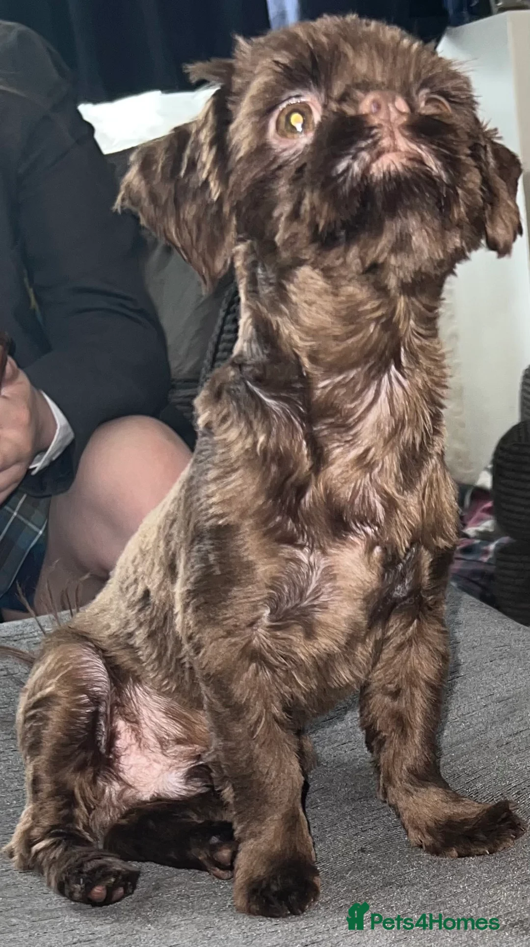 Shih Tzu dogs for stud: stunning chocolate stud boy  in Saint Helens - Advert 7