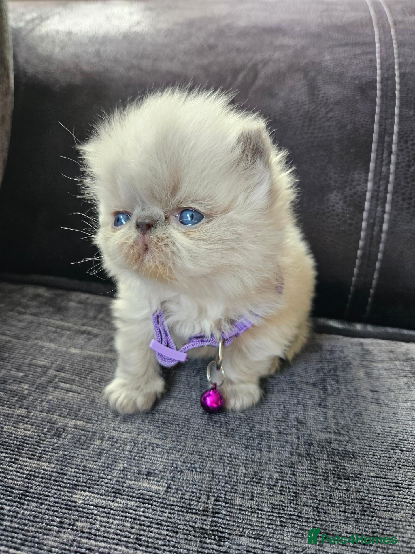 Persian cats Stunning Top Quality Persian Kittens  - Advert 19