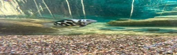 Loaches fish for sale: Closing tanks down in Billingham - Advert 2