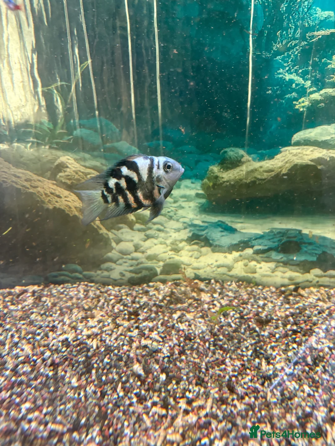 Loaches fish for sale: Closing tanks down in Billingham - Advert 2