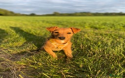 Patterjack dogs for sale: 8 Month Old girl seeking loving forever home - Image 6