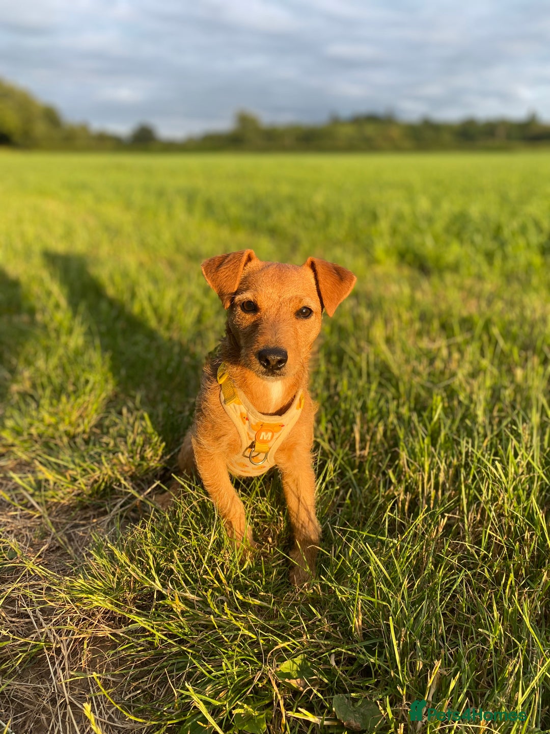 Patterjack dogs for sale: 8 Month Old girl seeking loving forever home - Image 6