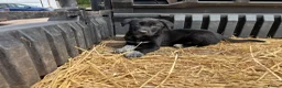 Mixed Breed dogs for sale: Beautiful Huntaway X Collie Pups in Brecon - Advert 28