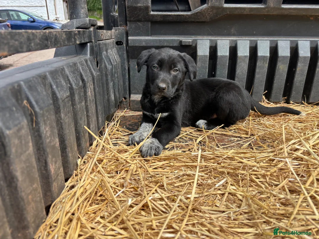 Mixed Breed dogs for sale: Beautiful Huntaway X Collie Pups in Brecon - Advert 28