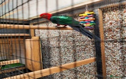 Parrots birds for sale: King Parrot Cock - Adult - Image 2