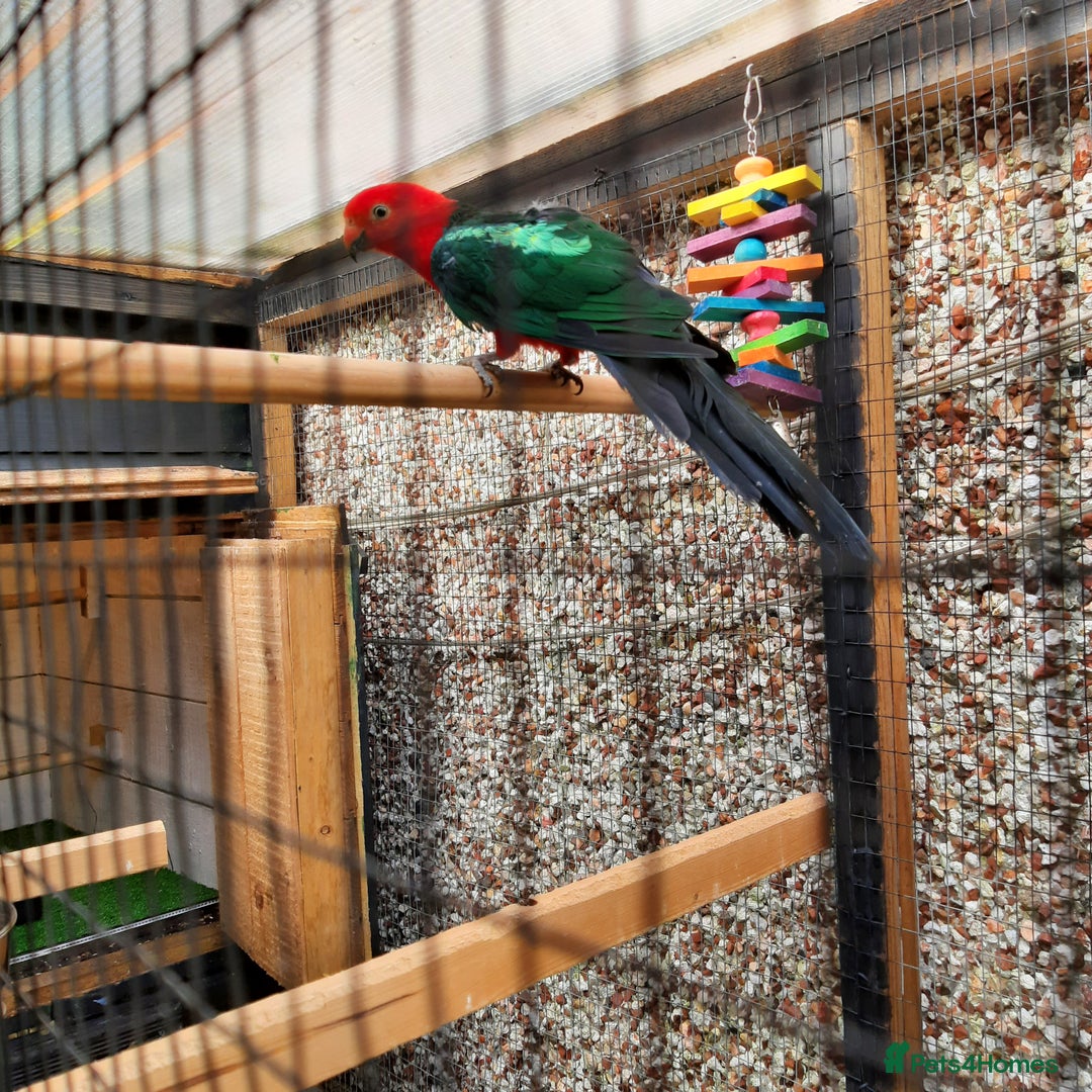 Parrots birds for sale: King Parrot Cock - Adult - Image 2