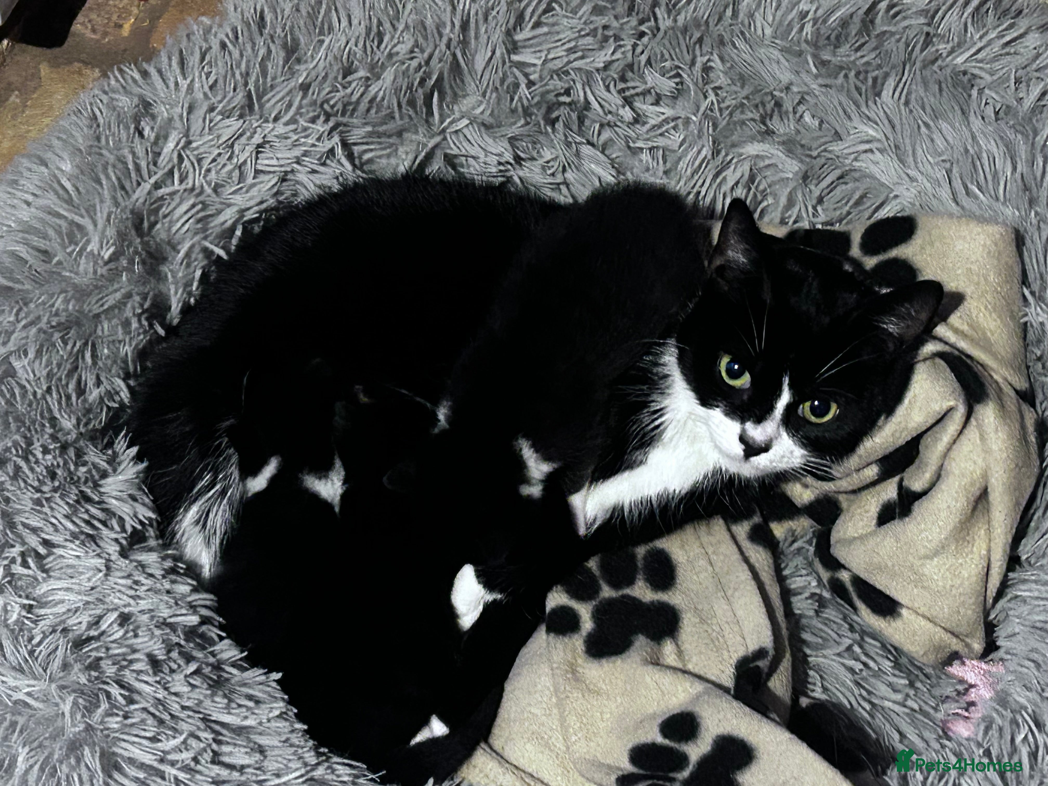 Mixed Breed cats Male kittens for sale  - Advert 1