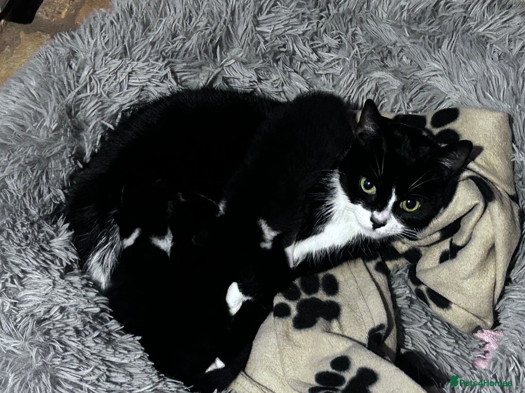 Mixed Breed cats for sale: Male kittens for sale  - Advert 1